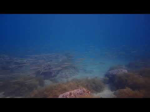 2017.8.21 体験ダイビングツアー(雲見)【海の境界ツアー報告】