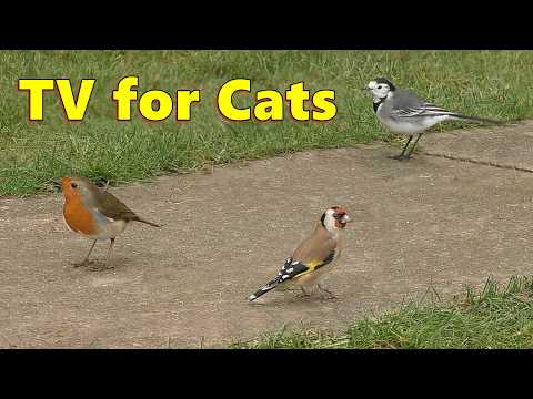 Birds for Cats to Watch on The Garden Path / Cat TV