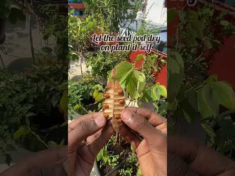 How to grow Deva Kanchana flower plant 🪴