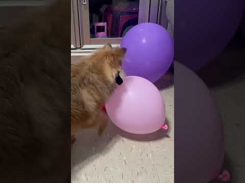 Myla the Pomeranian versus Pink Balloon 😂