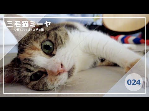 【猫好き必見！癒しの三毛猫動画】甘えることに極み始めた三毛猫ミーヤちゃん