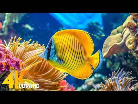 Aquarium 4K VIDEO (ULTRA HD) 🐠 Beautiful Coral Reef Fish - Relaxing Sleep Meditation Music #53