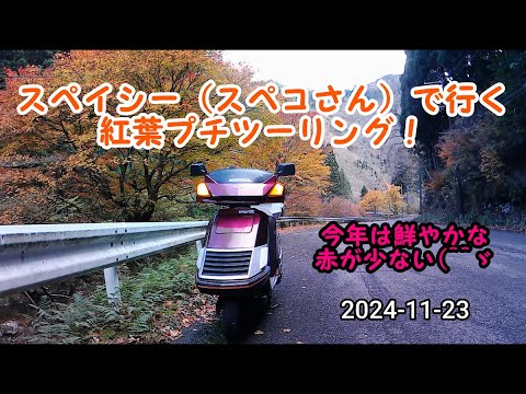 2024-11-23 スペイシー（スペコさん）で行く紅葉プチツーリング！