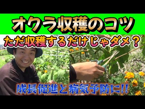 【農業初心者】オクラ収穫の仕方!収穫後の葉っぱの処理はどこから？【家庭菜園】【園芸】【農業】【おっくら】