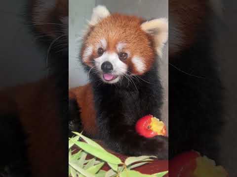 Lulu the Red Panda funny animal short video entertainment #1