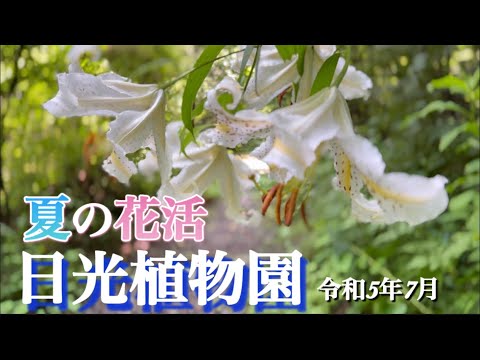 【日光植物園】7月　夏の山野草•野草　イワタバコ•レンゲショウマが咲き始めました