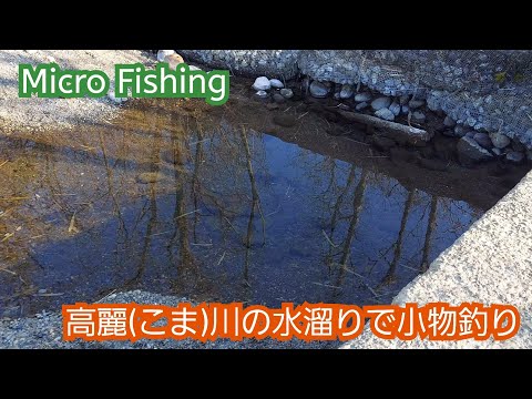 【Micro Fishing】高麗川本流の水溜りに魚が集まってた