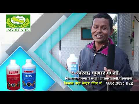 Biocide Trivi प्रयोग पछि फर्किएको किसान को खुशी