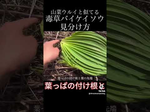 山菜ウルイと似ている毒草　バイケイソウの見分け方