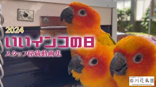 【掛川花鳥園公式】2024年　いいインコの日！　スタッフ秘蔵動画集