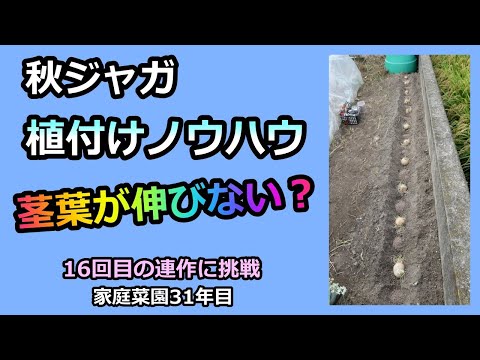 【秋ジャガの植え付け 2024】茎葉が伸びない💦 家庭菜園31年目