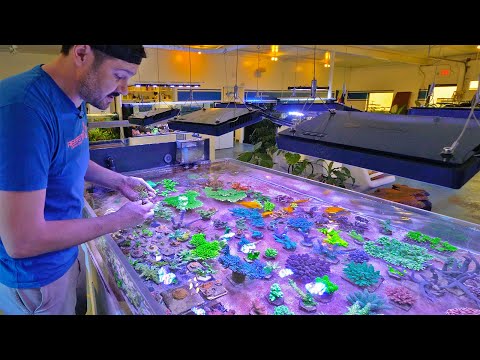 Picking Corals to Send to EcoTech Marine