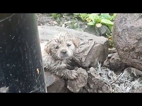 The lost puppy trembled behind the lamppost as cars and people passed by, none stopping for him.💔