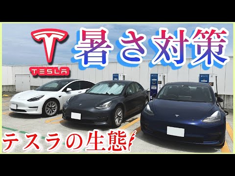 テスラの暑さ対策|Teslaの生態