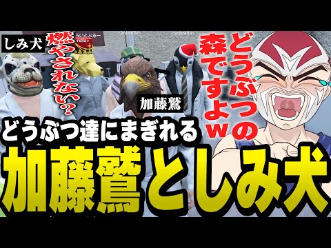 どうぶつ達に紛れて加藤鷲としみ犬を誤魔化すファン太【ファン太/切り抜き/ストグラ】