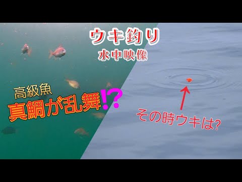 [Float fishing] Angler must -see !! Float movement and underwater bait movement