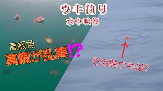 ウキ釣り　初心者必見　水中動画　 〜ウキの動きと水中映像 餌の動き〜