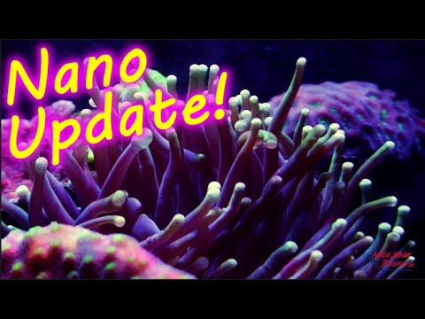 Evil Clownfish Dinoflagellates and Amazing Coral 24g Reef Tank Update