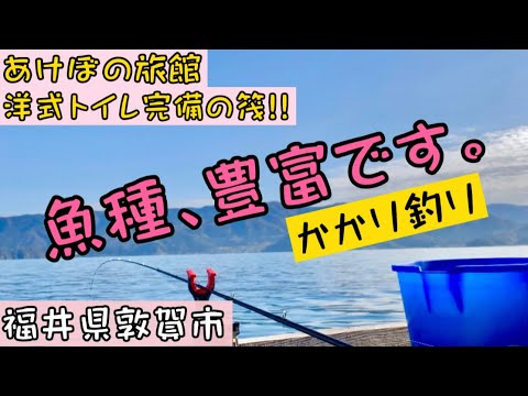 【チヌかかり釣り】福井県敦賀市でオススメの渡船屋筏釣り