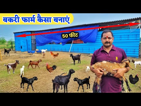 बकरी पालन शुरू करने में कितना खर्चा आएगा | बकरी पालन कैसे किया जाता है | Goat farm setup cost