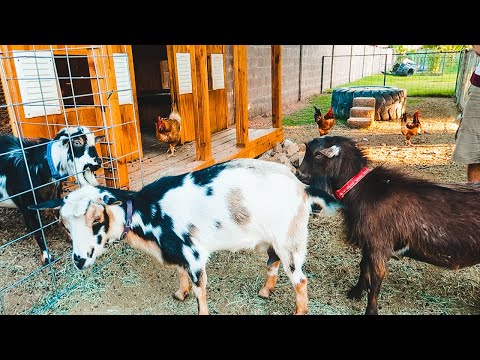 TWO boys fighting over a girl! (goat breeding season has started!)