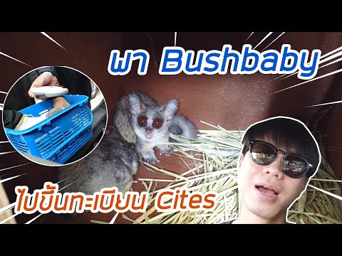 พา Bushbaby ลิงจิ๋วจากแอฟริกาไปกรมป่าไม้ ขึ้นทะเบียน Cites