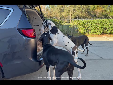 Funny Great Dane Delivery Dogs Sniff Out & Swipe Dad's Chicken Fingers