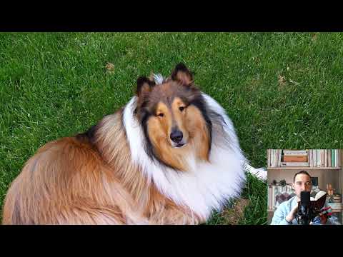 Collie. Pros and Cons, Price, How to choose, Facts, Care, History