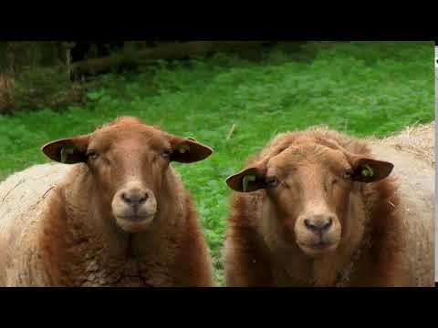 Sheep | Copyright Free Video Footage