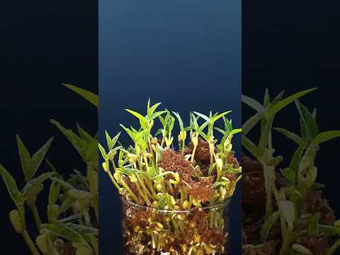 Growing Moung Beans Timelapse