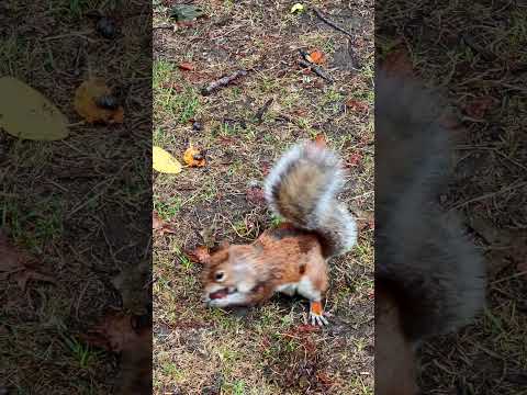 Watch This Adorable Squirrel Scavenge for Food in NYC! #shorts