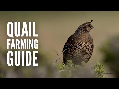 Quail Farming 101: A Guide on Raising Quails