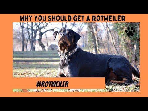 ROTTWEILER! Top 10 Reasons why you should have a rotweiler!