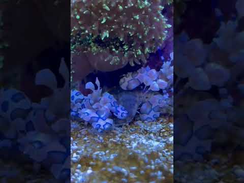 Harlequin Shrimp 02 #shorts #harlequin #shrimp