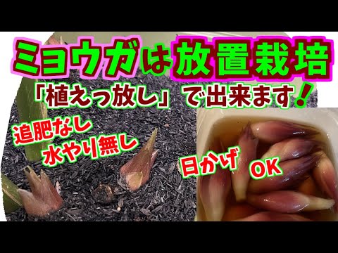 ミョウガは植えるだけ、収穫までほったらかし！それでもたくさん獲れました。