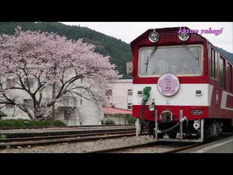 大井川鐵道 SLと桜3 ＆ 水目桜 2017年4月10日