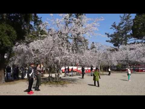 京都醍醐寺賞櫻02