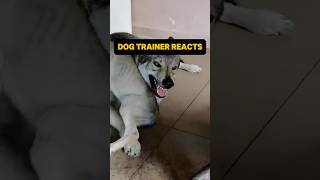 ⚠️ DOG TRAINER REACTS ⚠️ - Wolf dog disciplines pup #wolf  #dogreaction #reaction