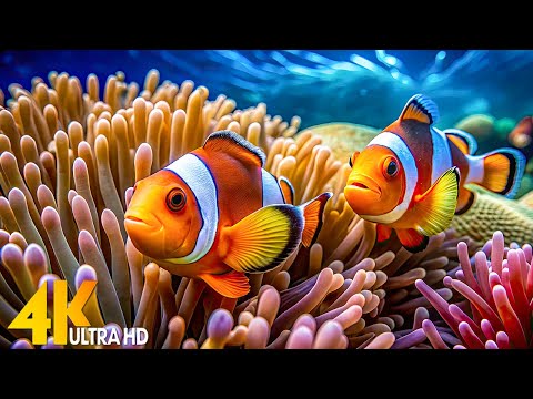 Aquarium 4K Video(Ultra HD)🐠Beautiful Coral Reef Fish - Relaxing Meditation Music for Stress Relief