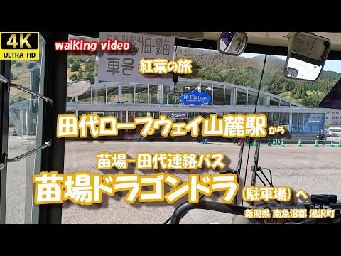 紅葉の旅 田代ロープウェイ山麓駅 から 苗場ドラゴンドラ(駐車場)  4K【お散歩シリーズ】 新潟県 南魚沼郡 湯沢町 24年10月22日