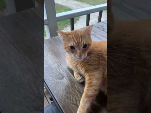 #catshorts #catvideos #countrylife #texas #catlovers #precious #orangecat #toebeans #catrescue