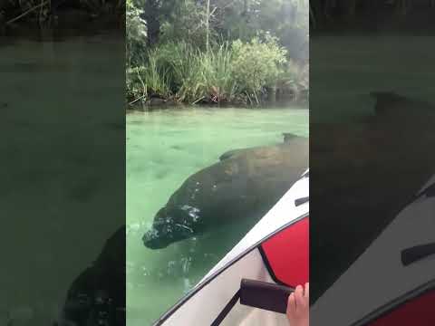 Manatee and Calf - Watch til the end