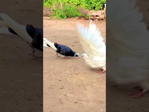 Best roller pigeon #pigeon #pigeonbreeds #beautiful #whitepigeon#pigeontypes#kabootar#rollerpigeons