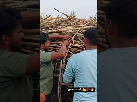 गाने को भरने के बाद रस्सी टाइट करते हुए 💪👍🔥💯 #ytshorts #automobile #farmarlife #kisanlife 💯🔥👍💪🌾