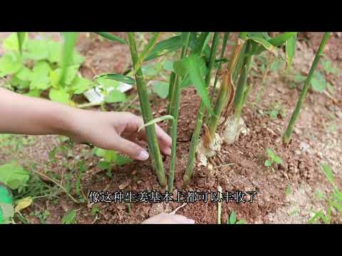 栽种生姜，用了它，土壤疏松透气，拳头大