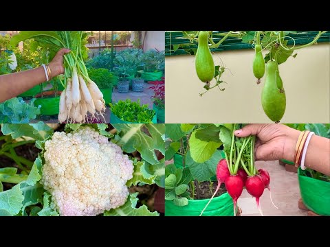 What To Sow In January Month // January Vegetables