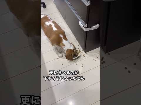 食べるの下手くそなビーグル犬#ビーグル犬 #ビーグル #いぬ #犬 #beagle #shorts #へたくそ #だけどかわいい