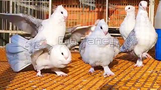 Satinette pigeons  breeds | fancy pigeon video | fancy pigeon loft - fancy pigeon farm