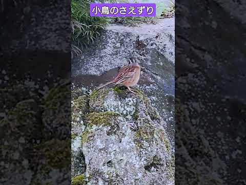 ある日の小鳥のさえずり