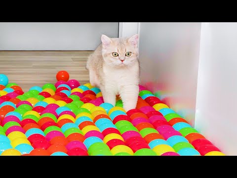 Can Kittens Walk On Ball Pit Floor?